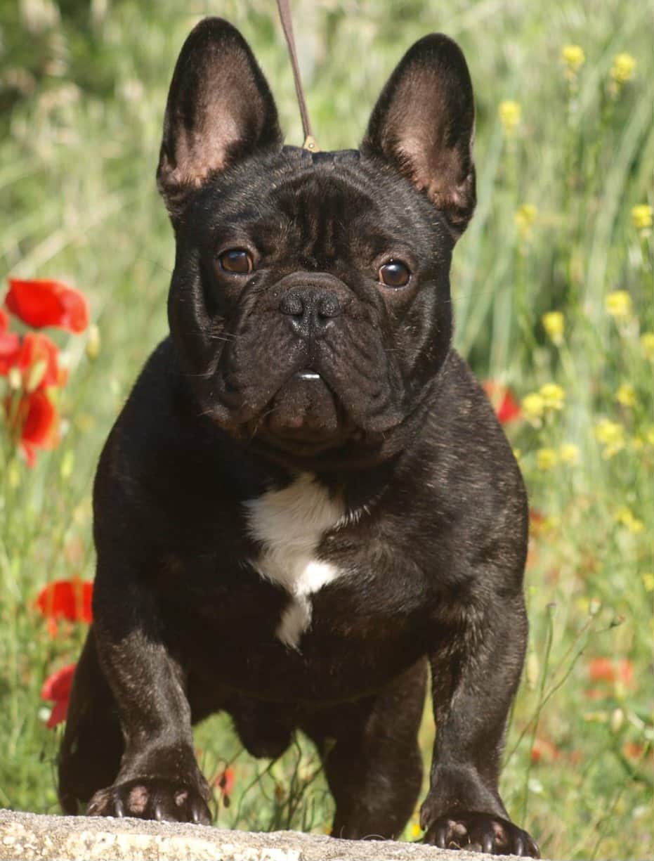 french bulldog,dog, imperatore