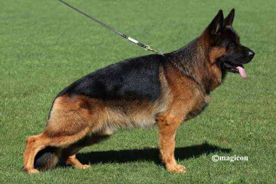 DOG, V1ELTON BLANKANERA