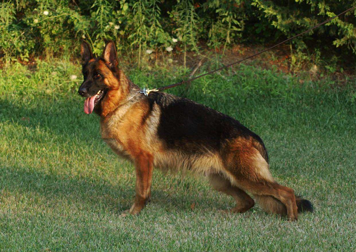 Aise vom Shepherdland | Γερμανικός Ποιμενικός από το εκτροφείο Shepherdland στην Περαία Θεσσαλονίκης